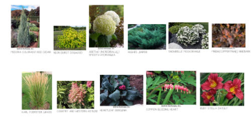 Irene_PLANT PICTURES.DPD