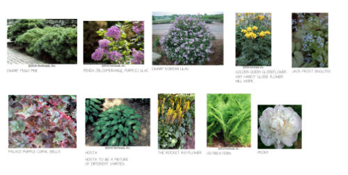 Irene_PLANT PICTURES.DPD